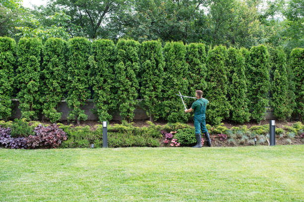 Best Hedge Trimming  in Boscobel, WI